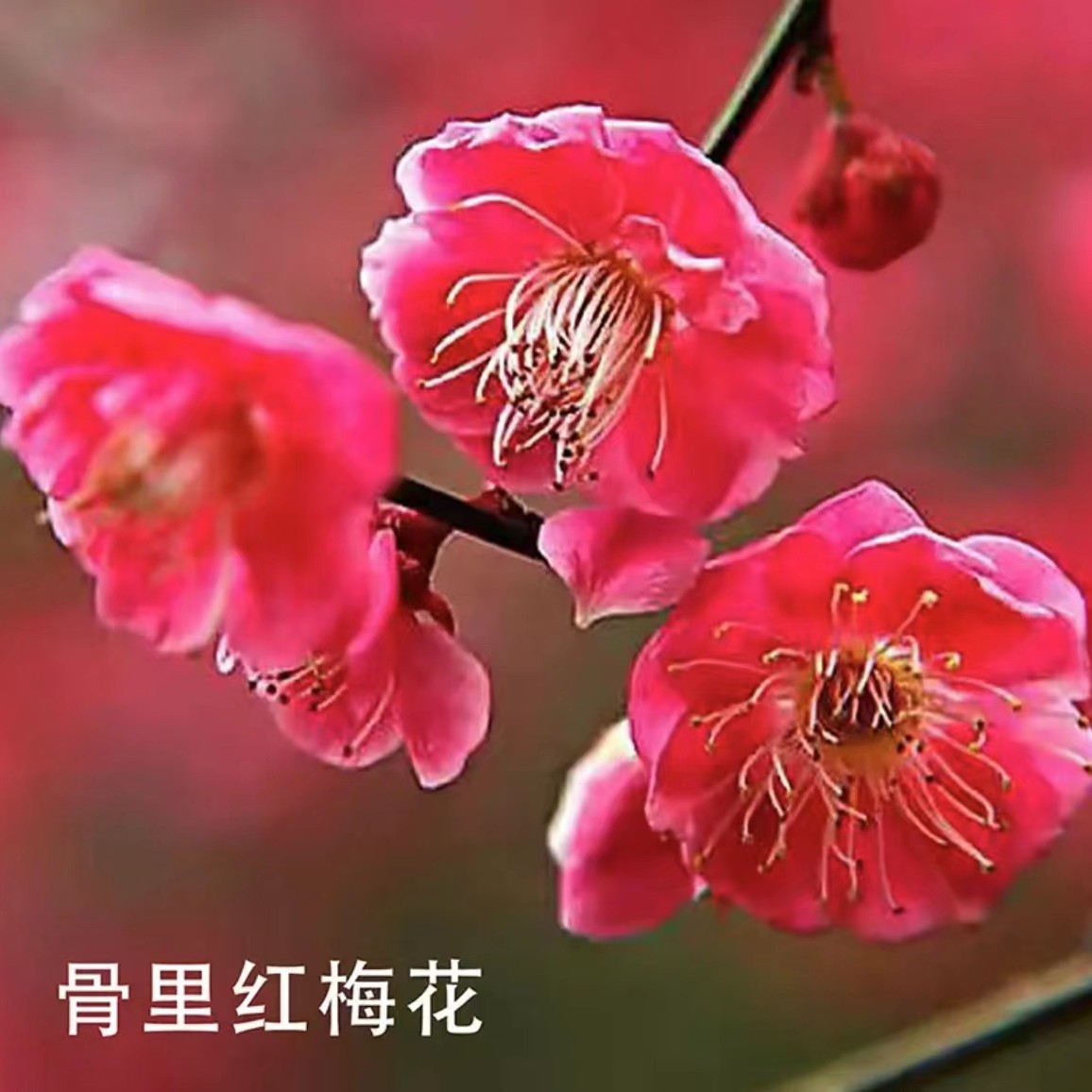 原生红梅，绿梅，宫粉梅， 玉蝶梅，龙游梅，美人梅，红须朱砂梅花盆景