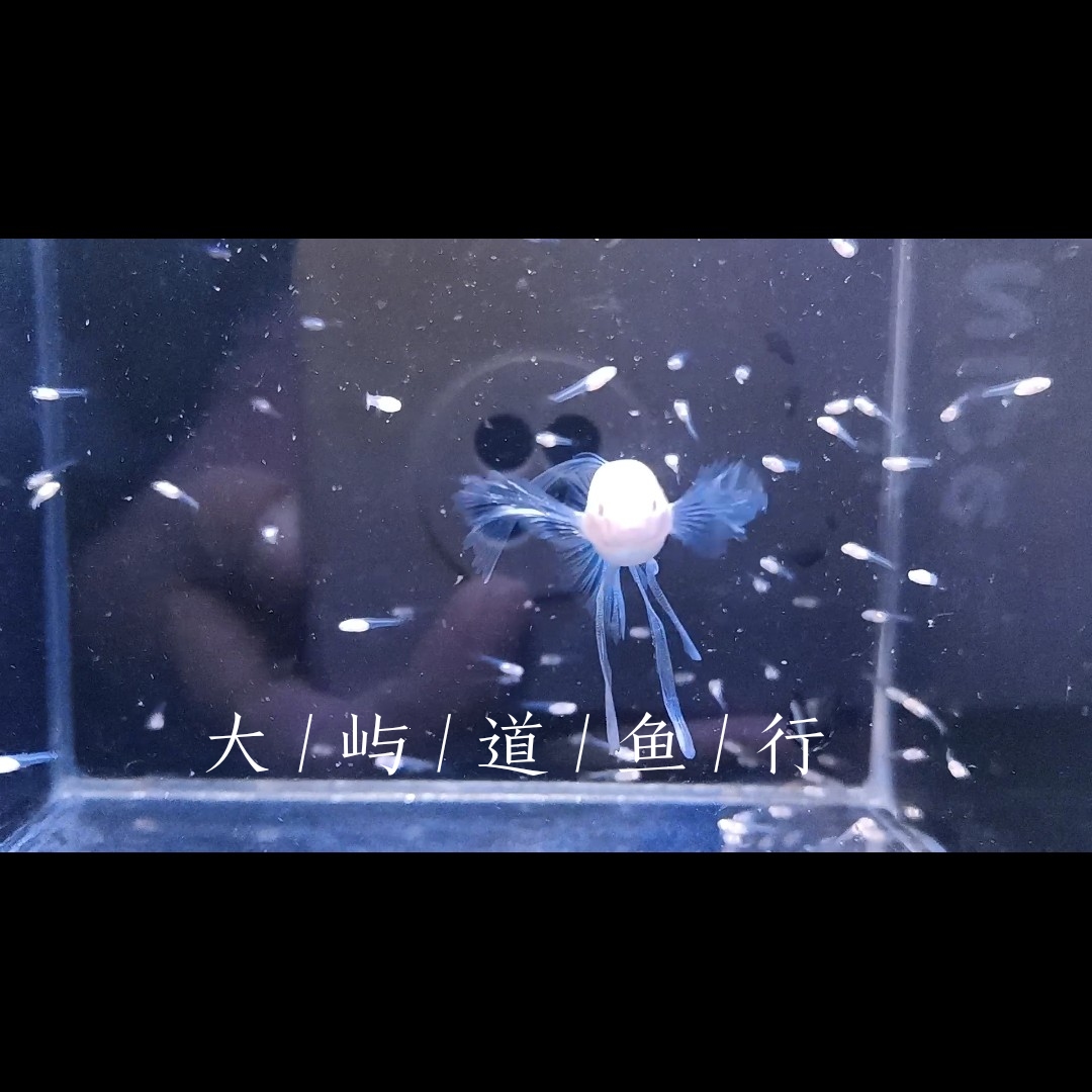 天空蓝白大c鱼苗(入缸不包损)