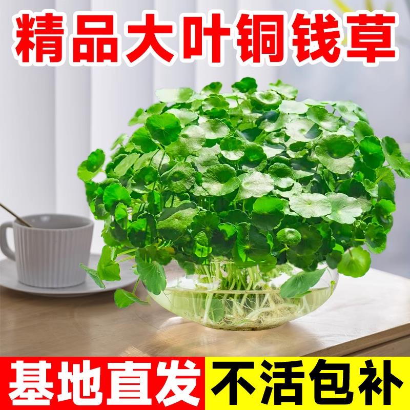 新疆包邮【小扬哥推荐】大叶子铜钱草水培植物室内客厅办公室水生