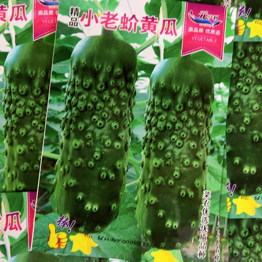 小老蚧甜黄瓜种子