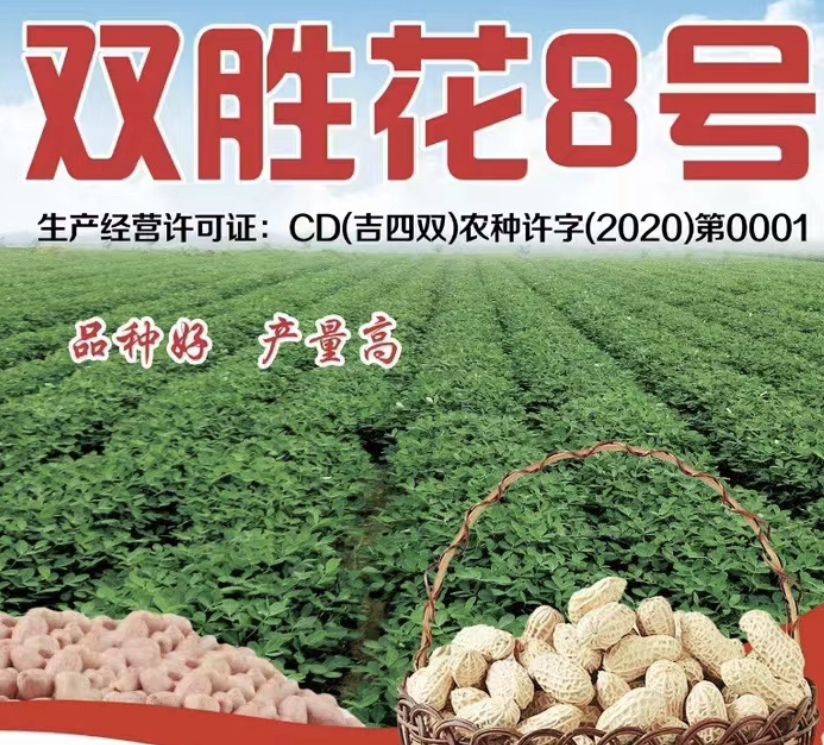 精选双胜花8号种子1斤