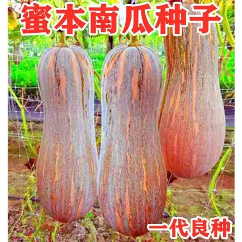 栗蜜本南瓜种子粉甜面蜜本甜南瓜高产盆栽早熟耐贮运四季蔬菜种籽