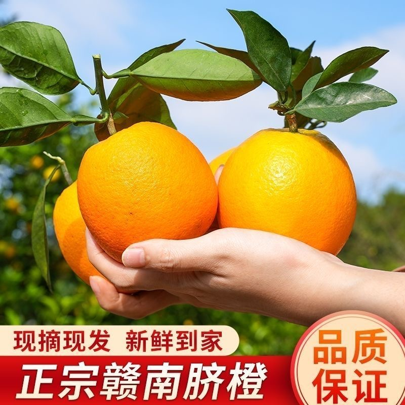【新店半价】正宗江西赣南脐橙1/3/5/9斤果园现摘现发香甜皮薄水果