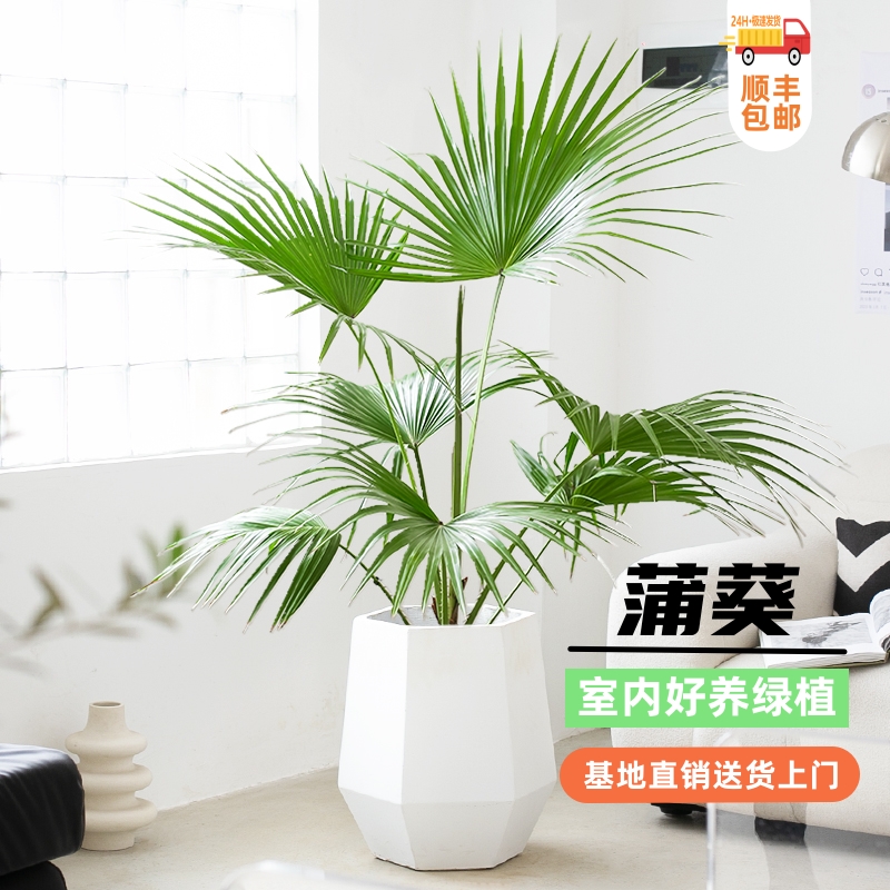 大叶蒲葵客厅绿植大盆栽大棕榈树好养室内吸甲醛净化空气基地直销