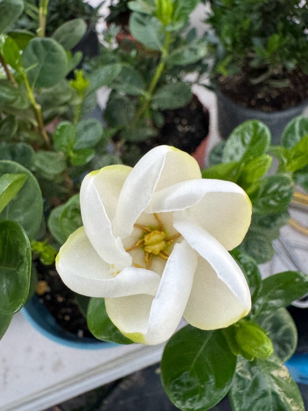 栀子花盆栽一物一拍
