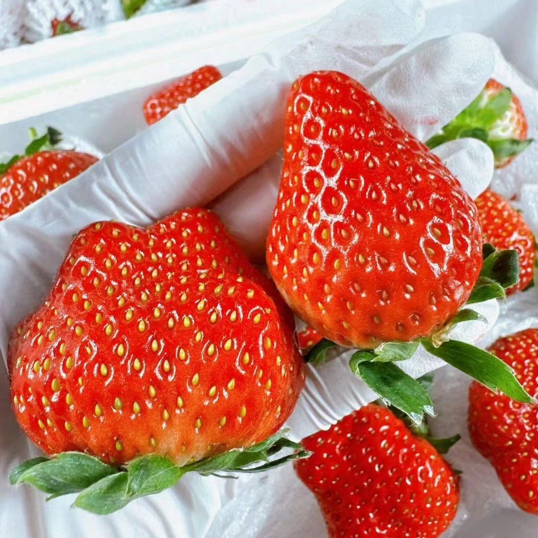 【出鲜小郑福利】丹东九九奶霸草莓大奶霸2盒