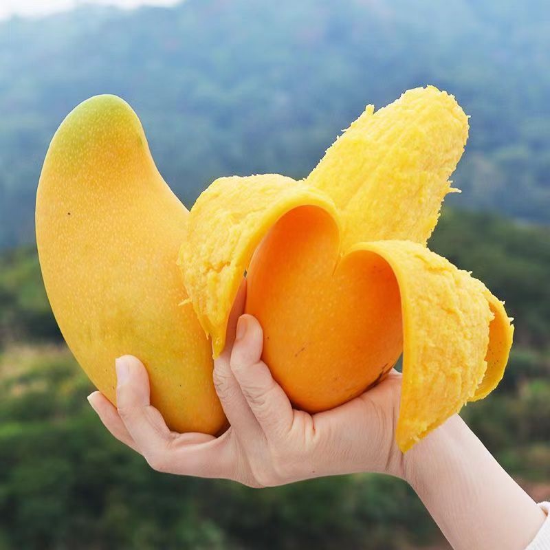 精选金煌芒果大青芒甜心芒新鲜水果整箱