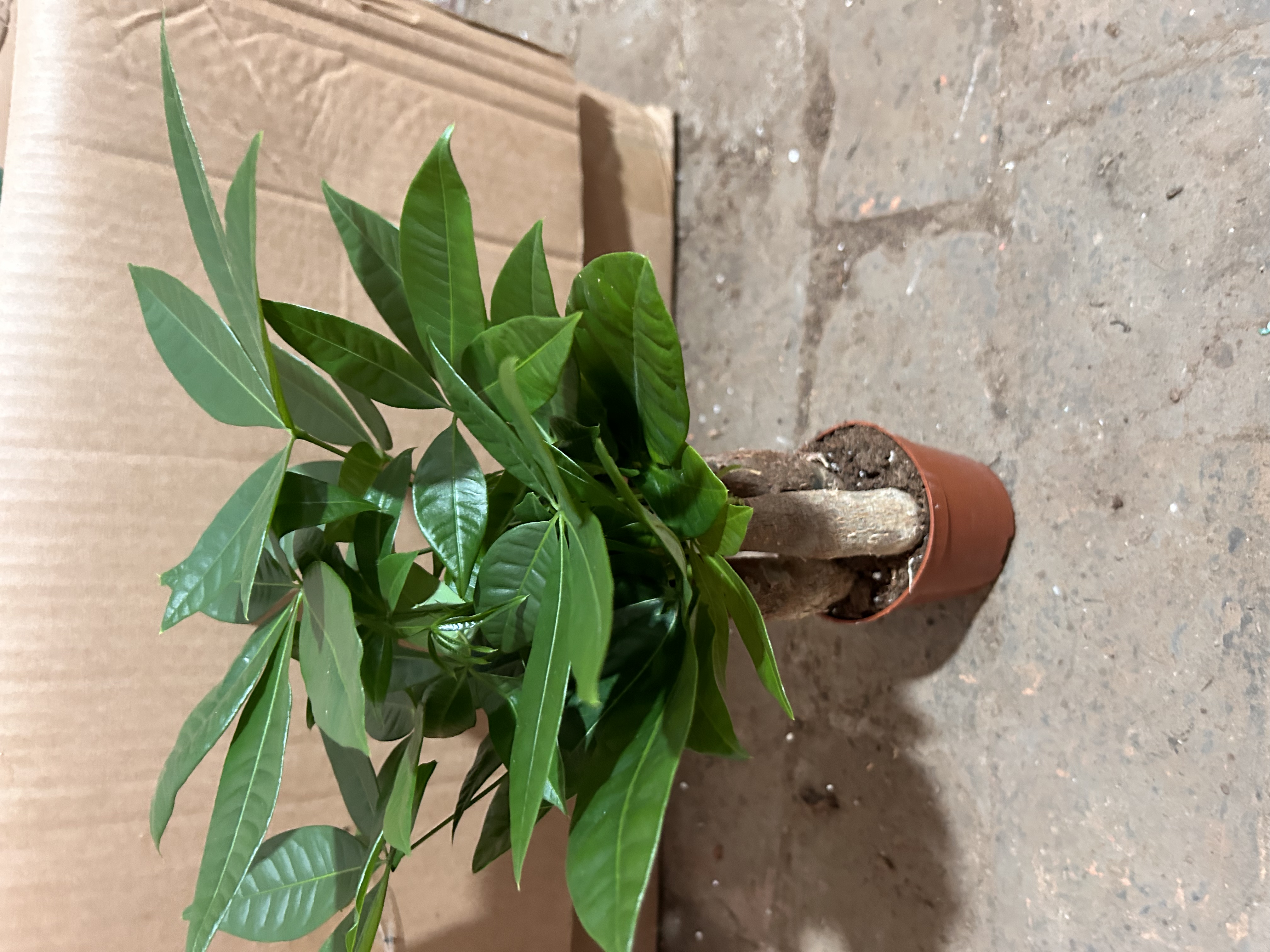 120杯三杆发财树室内桌面盆栽植物