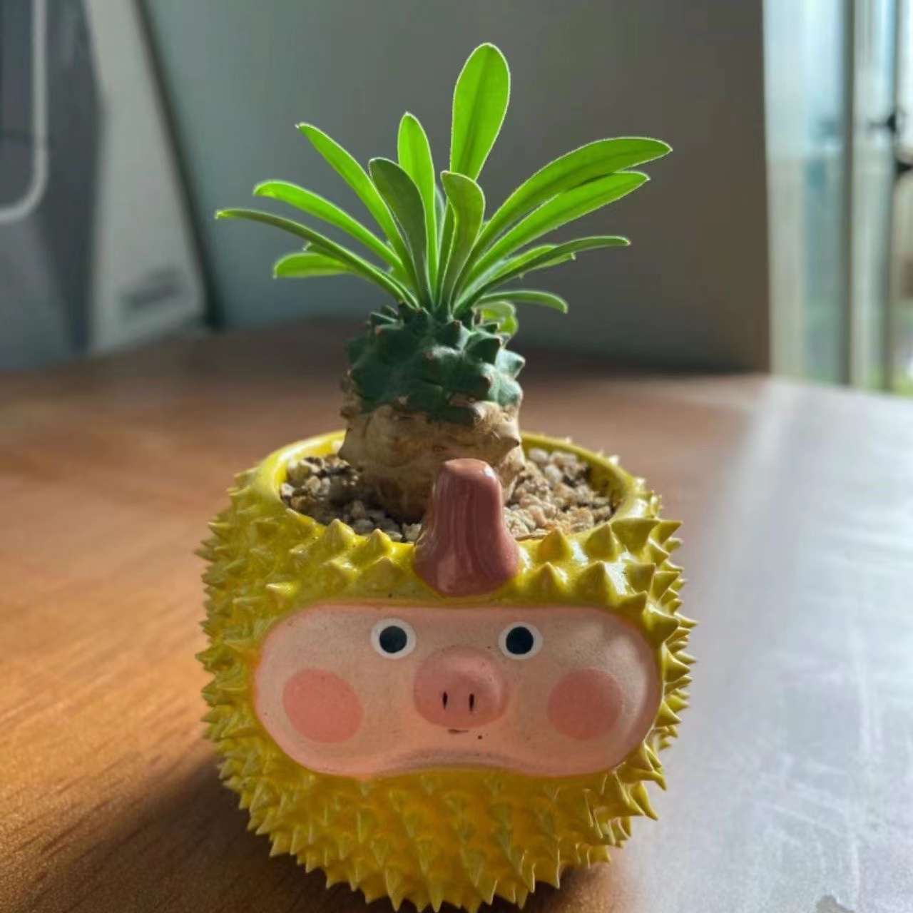 峨眉山多肉植物【凑满15包邮】