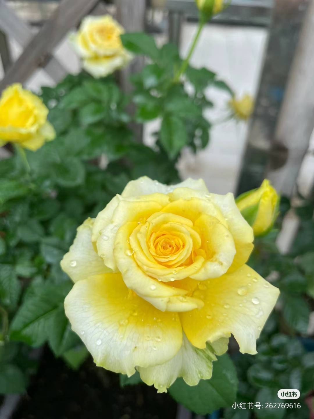 贝壳，黄色大花浓香月季