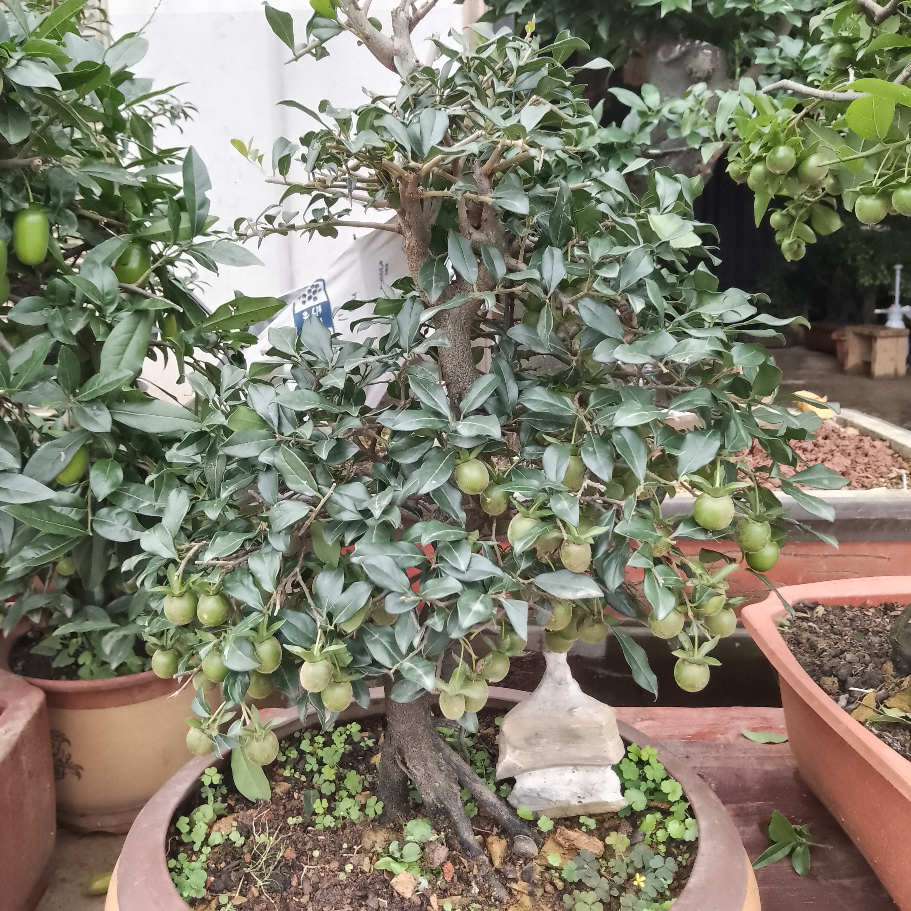 金弹子直播一拍一付