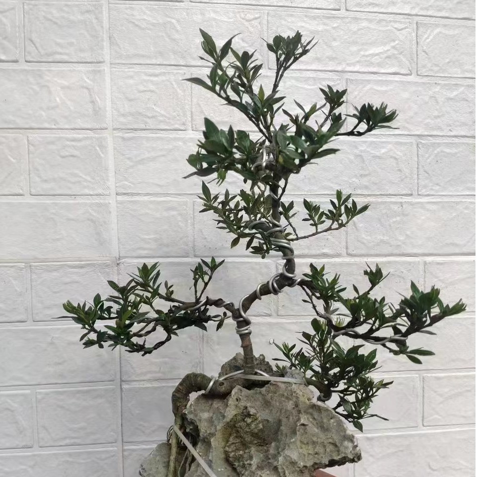 枪子花盆景造型罗汉松绿植素材好种容易程活室内盆栽盆景植物