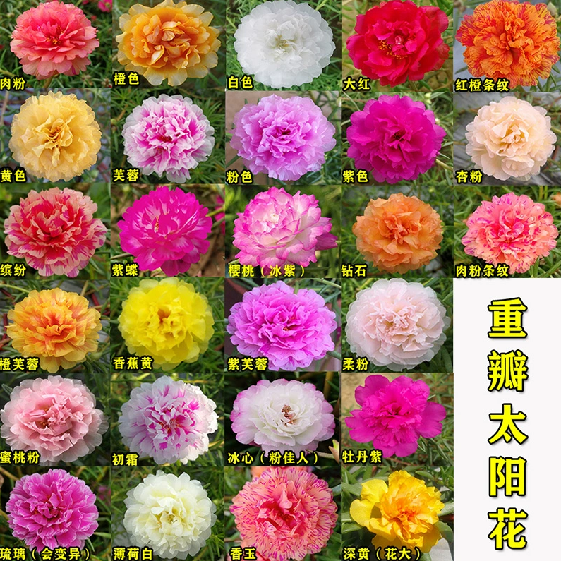 【带根带花苞】重瓣太阳花耐热混色喜阳植物阳台庭院好养活新手必备