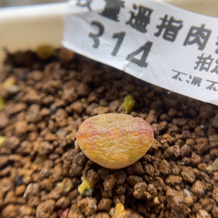 全窗毛杂，314号……1111111