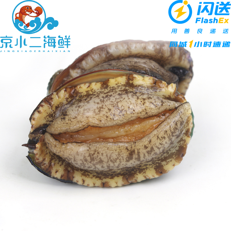 【单只装】 鲜活鲍鱼 大连鲍鱼 (50g-250g可选规格 )一份是一只！！