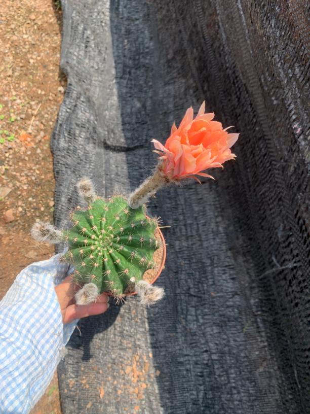 彩草裸根发货仙人球粉色红色黄色紫色