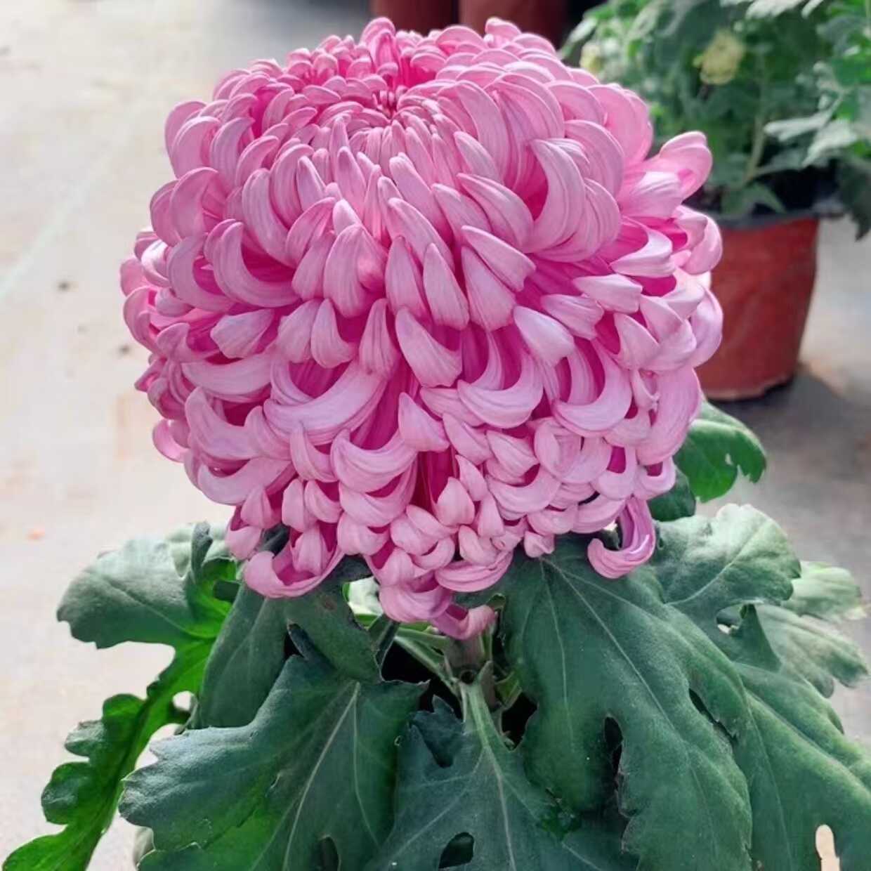 【粉国华】菊花盆栽大花九月菊荷兰菊耐寒带花苞好养四季开花卉