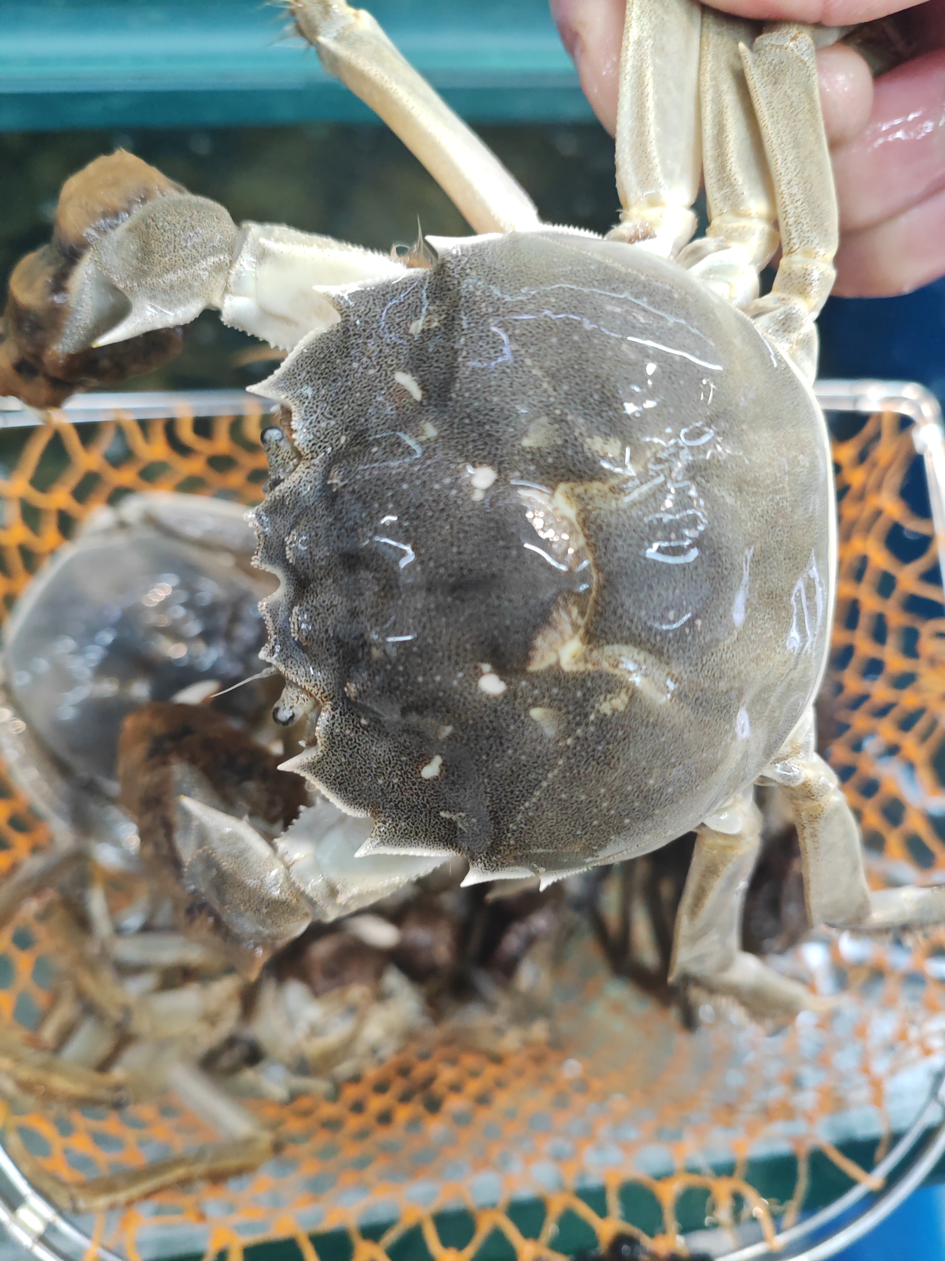 江苏大闸蟹公蟹2斤7-8只