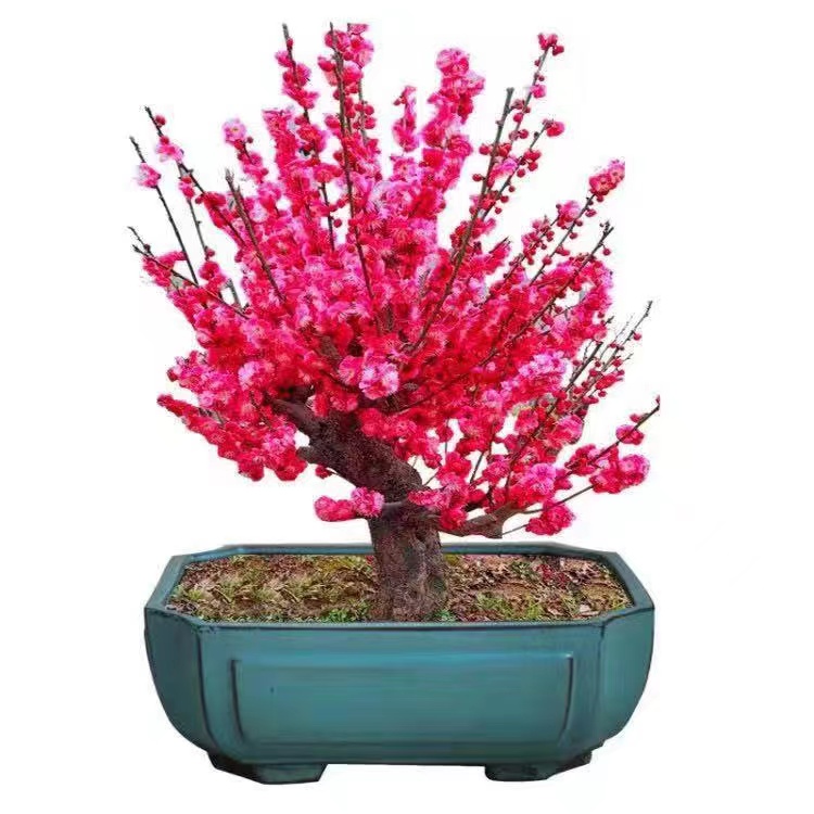 【迷彩盆景】梅花盆景花卉植物绿植海棠新手耐寒耐热植物