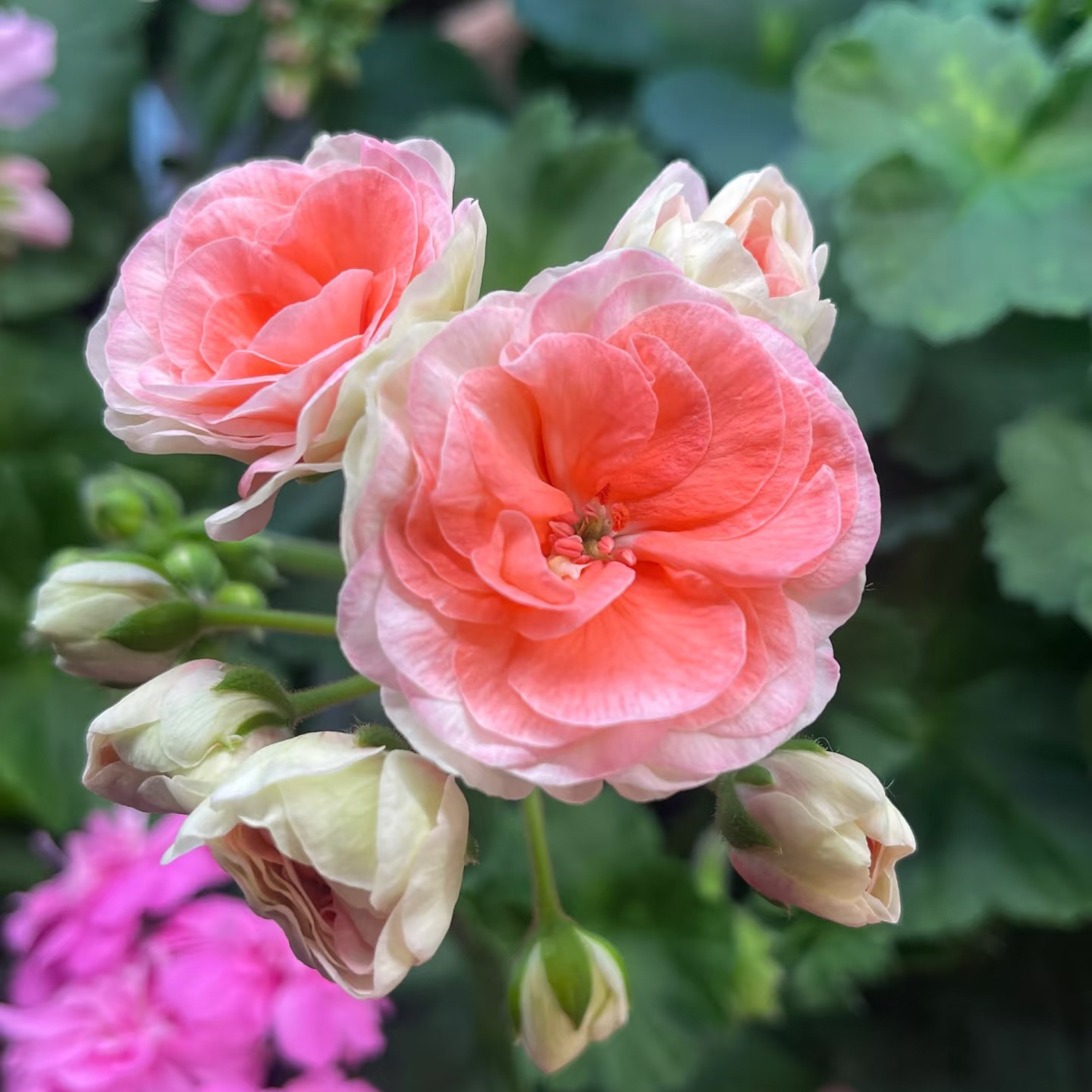 天竺葵花卉【王子】