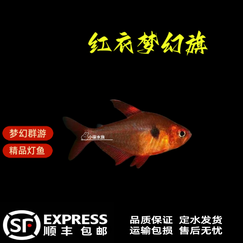 红衣梦幻旗灯鱼 红衣梦幻扯旗鱼高端灯鱼群游鱼热带鱼观赏鱼