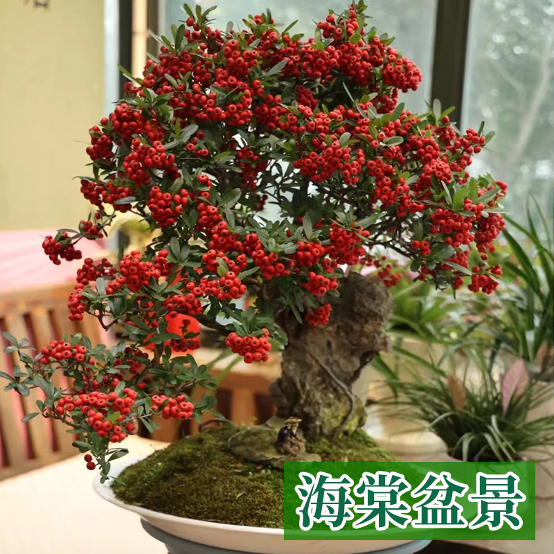 四季海棠花盆栽树苗重瓣花卉盆景老桩庭院绿植物室内外开花不断