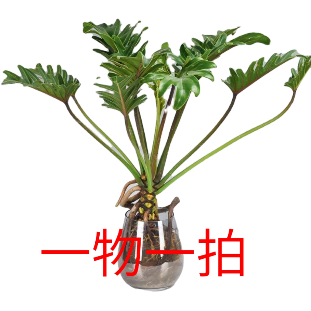 直播专用  一物一拍   看上扣收件人手机后四位