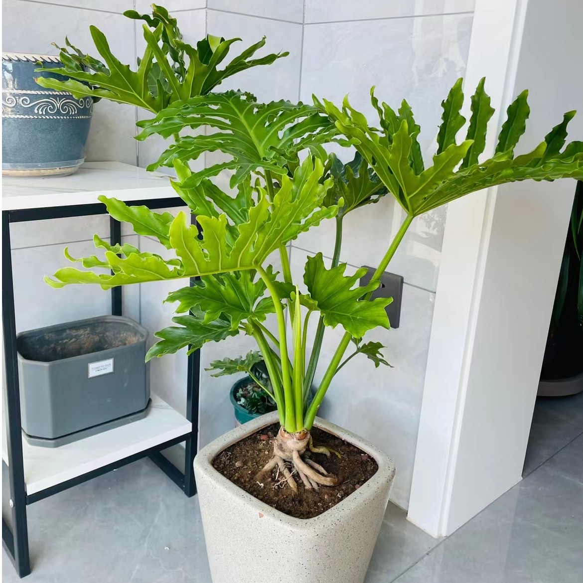 春羽大盆栽植物龙鳞杆水培老桩室内小天使绿植龟背竹耐阴观叶植物