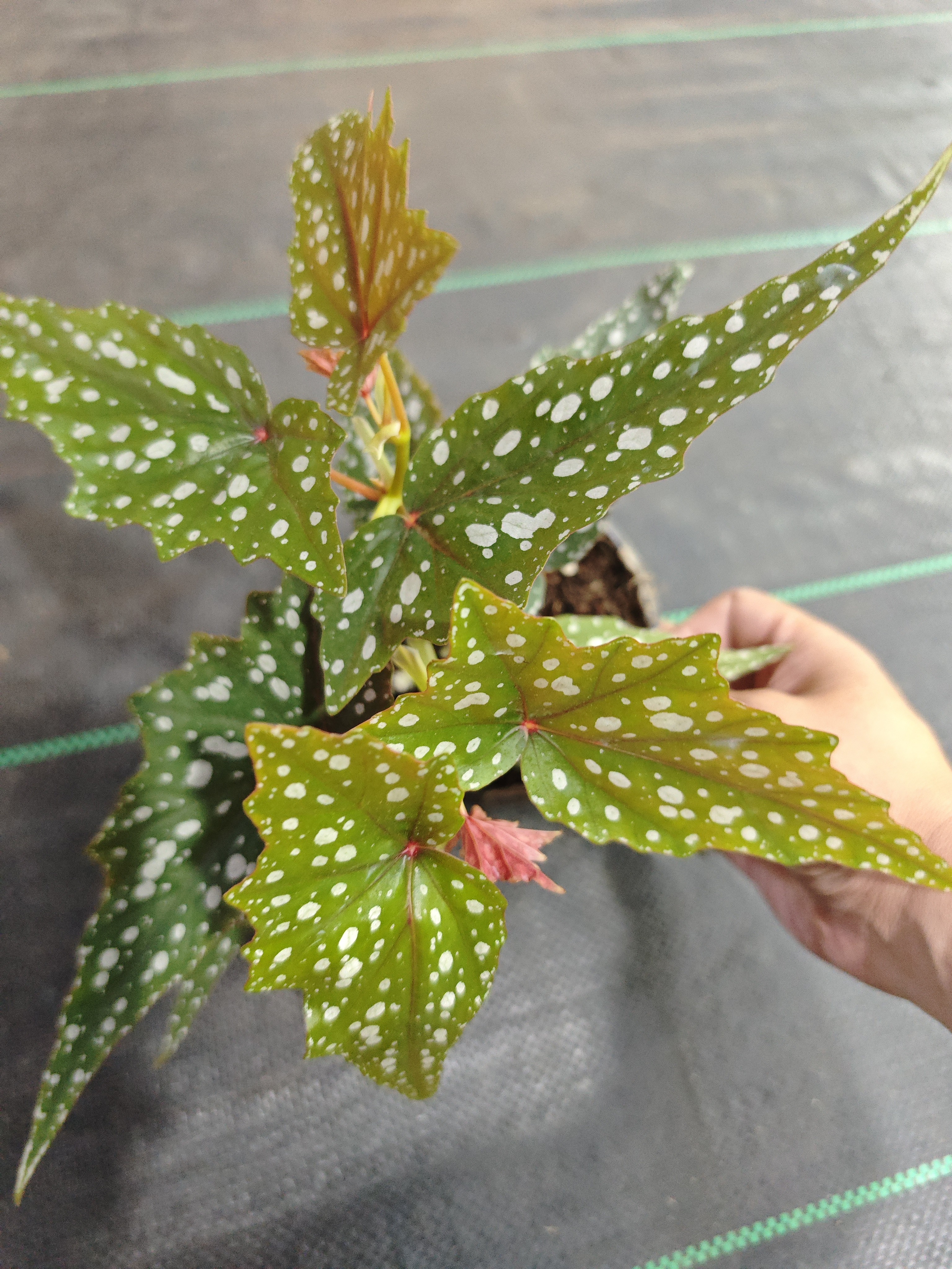 沙丁鱼秋海棠，办公室内桌面网红绿植花卉植物四季常绿开花不断