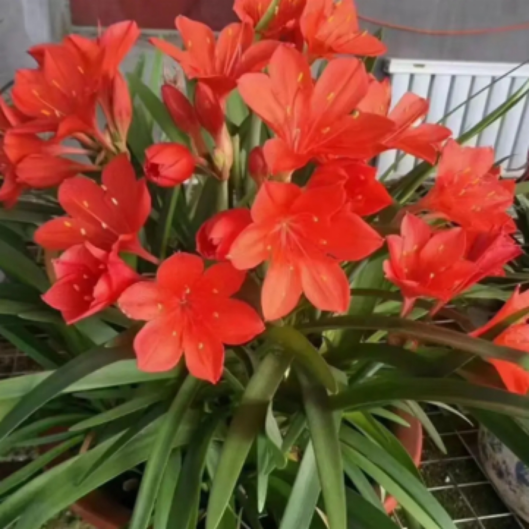 紫根兰花小苗一颗 很小 无盆土运输会黄叶子 发出后不退不换