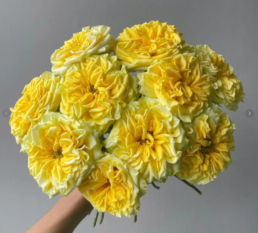 月光女神--单头玫瑰--以直播间实物为准