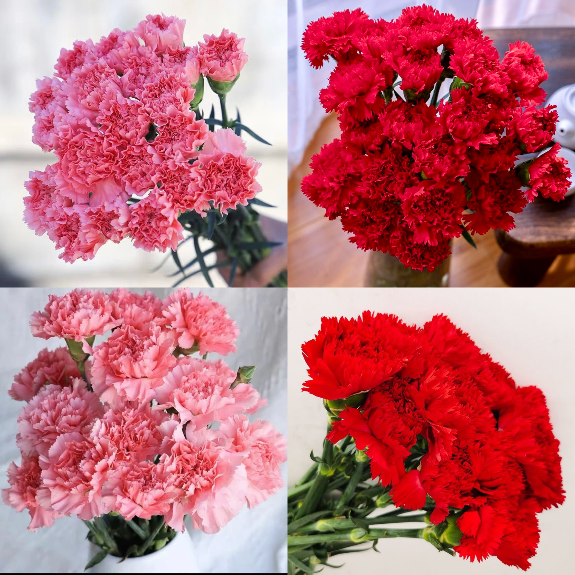 【单头康乃馨鲜花】新鲜成品康乃馨花束云南基地鲜花直发家用鲜花