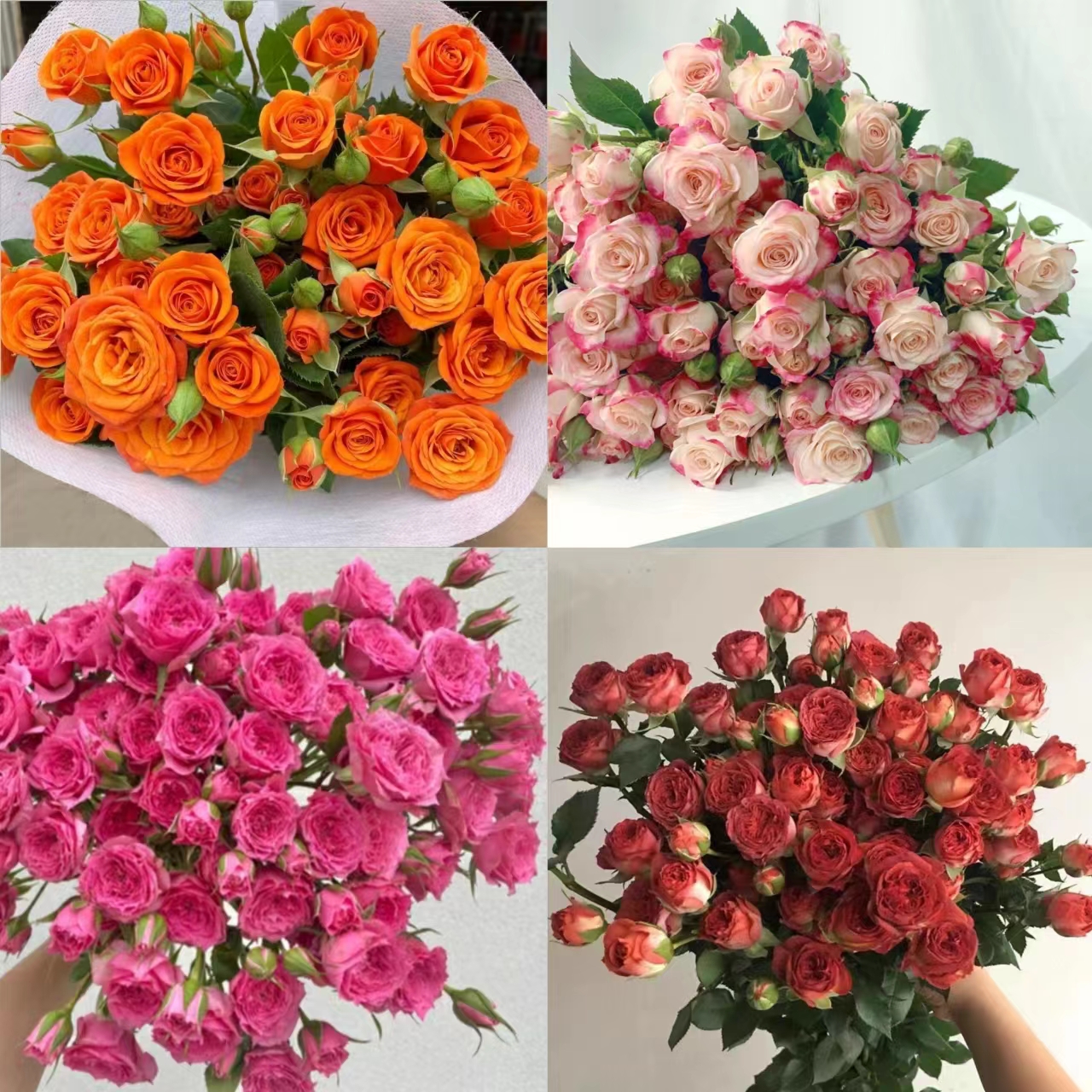 【橙芭比+折射+苏菲宝贝+巧克力泡泡小头玫瑰】新鲜小头玫瑰花顺丰