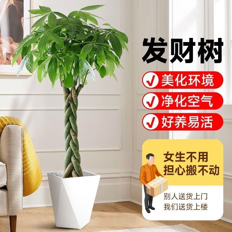 新品发财树盆栽室内好养净化空气绿植花卉辫子招财树盆景四季常青