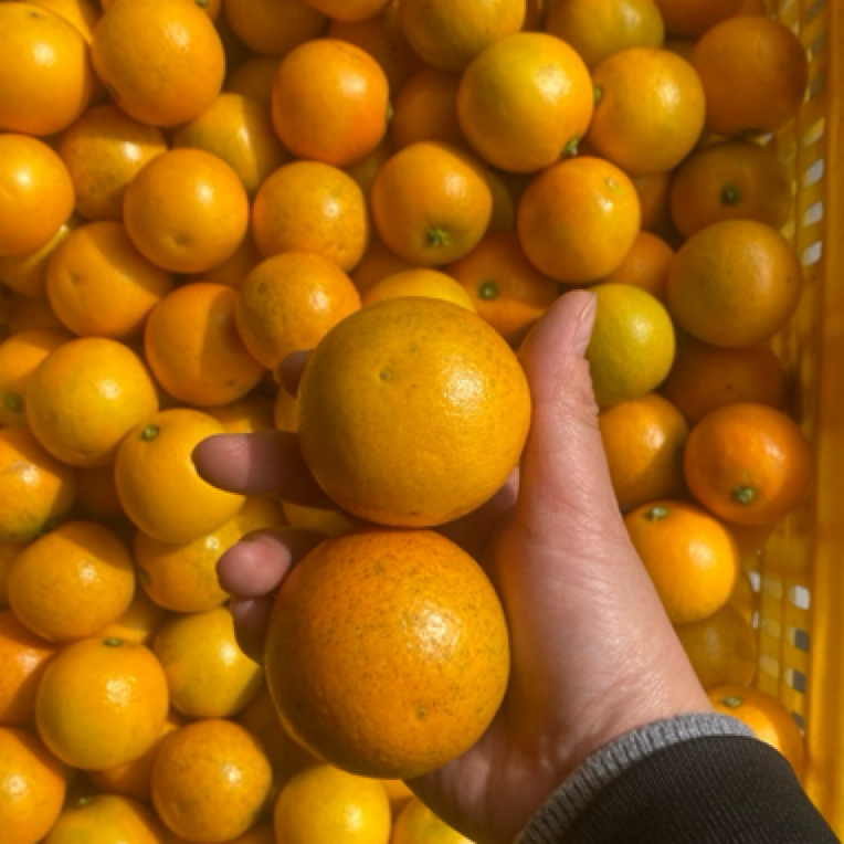 【老树爽甜冰糖橙，不打甜蜜素0.5分酸】连州本地冰糖橙5斤起