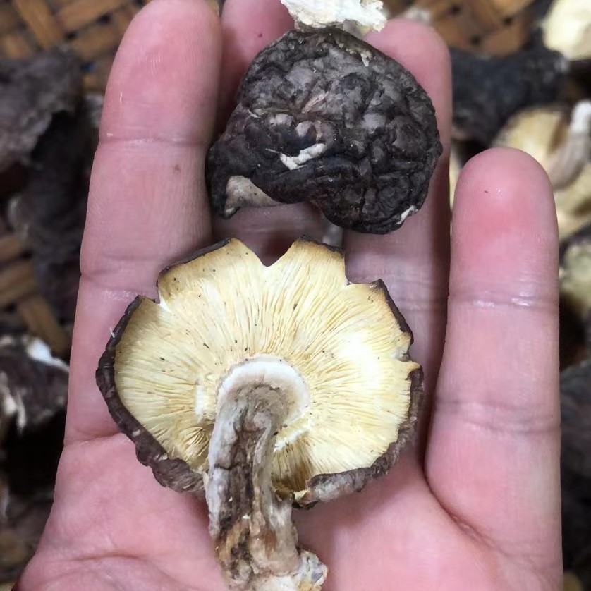 【连州深山野生放种椴木香菇】250克起