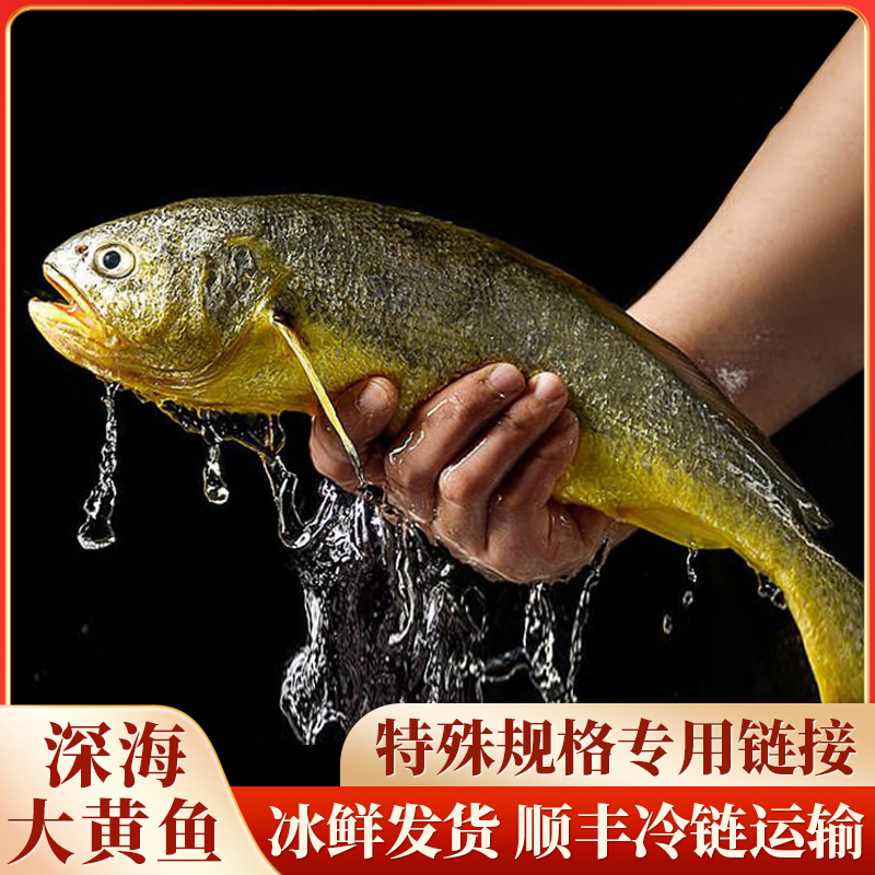 正宗东海深海大黄鱼，财，特殊规格替代链接2-20-8