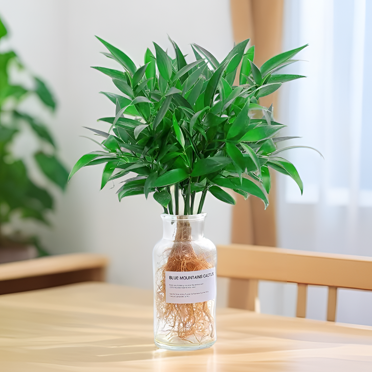 驱蚊竹柏水培盆栽室内花卉办公室桌面绿植四季常青吸甲醛净化空气