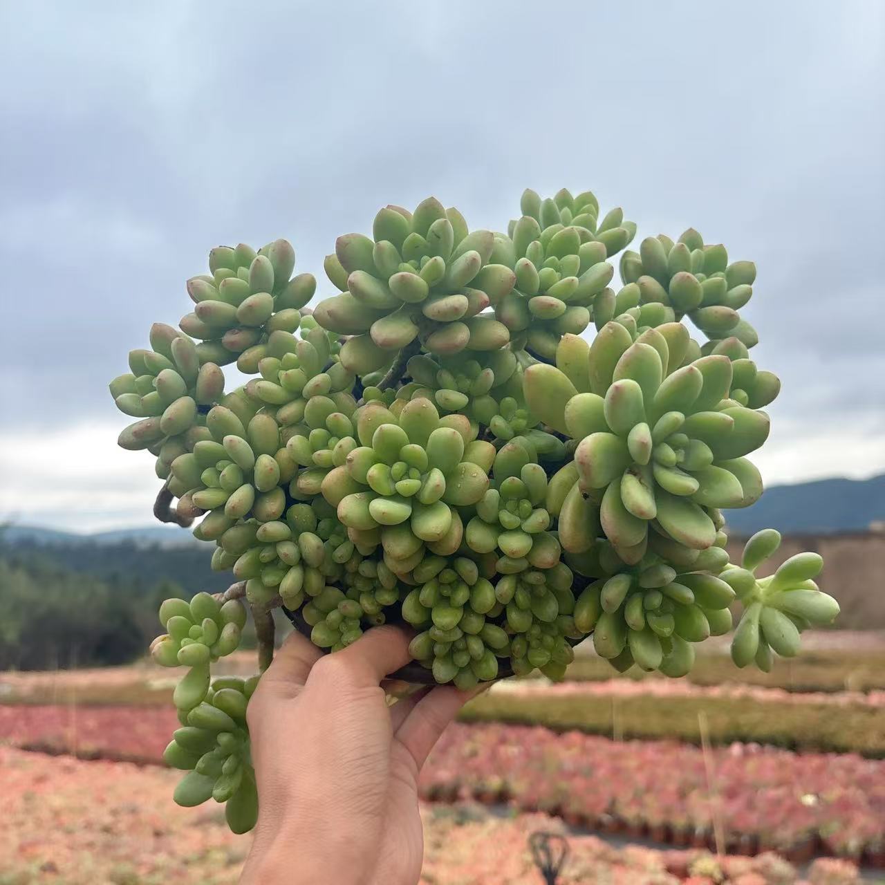 大杯香格里拉多肉