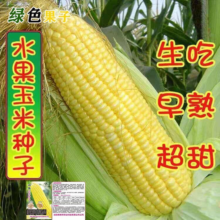 甜水果玉米种子生吃大棒非转基因四季播杂交檽玉米甜脆玉米种子
