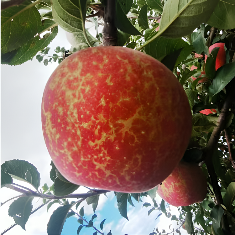 【5斤大果】云南昭通冰糖心丑苹果当季鲜果孕妇水果现摘现发脆甜汁