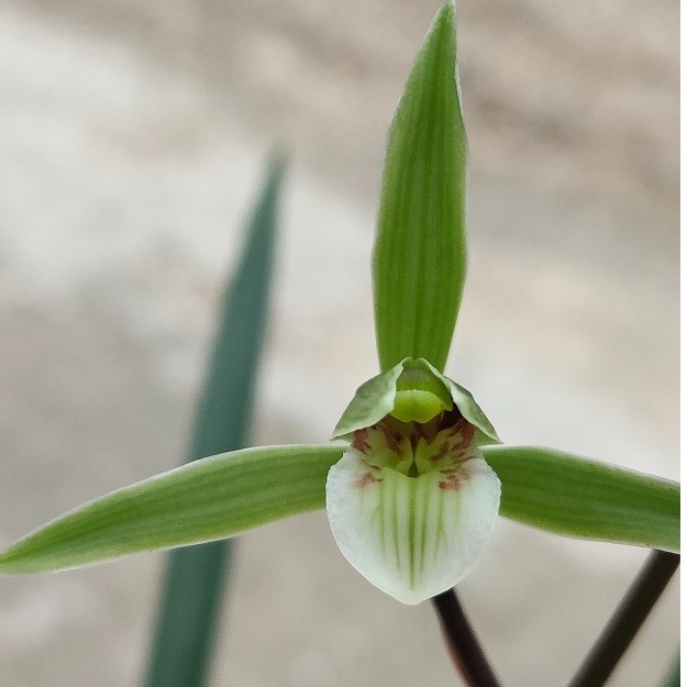 福建细叶寒兰冬季花期 赏花赏叶兰花 花色多样各不同自然种植兰花