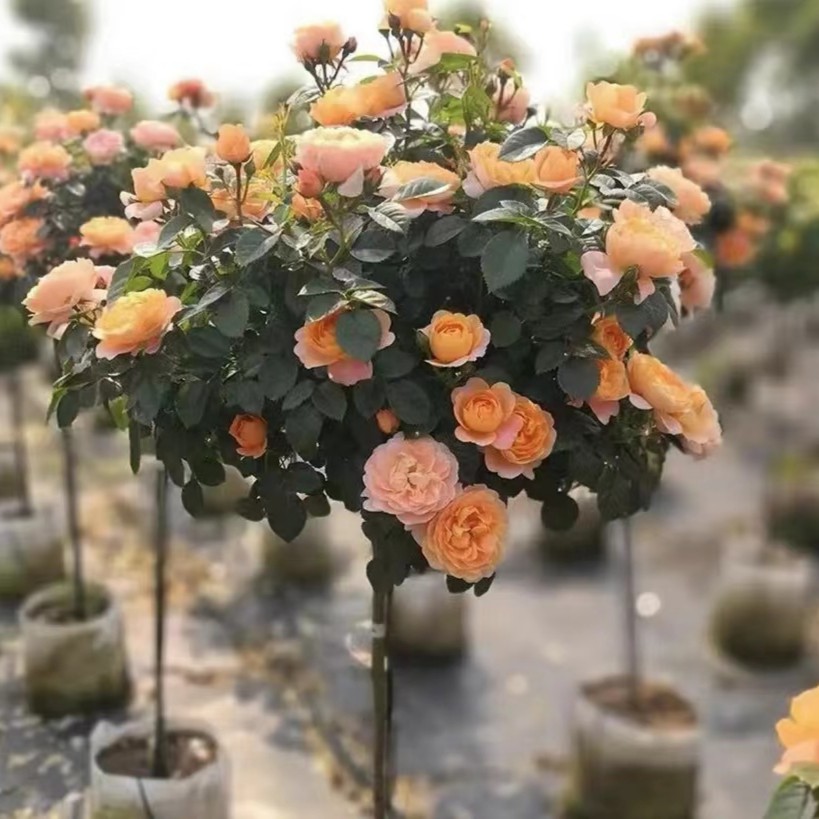 1颗树状月季）下单备注两个编号大花浓香阳台庭院下单备注品种