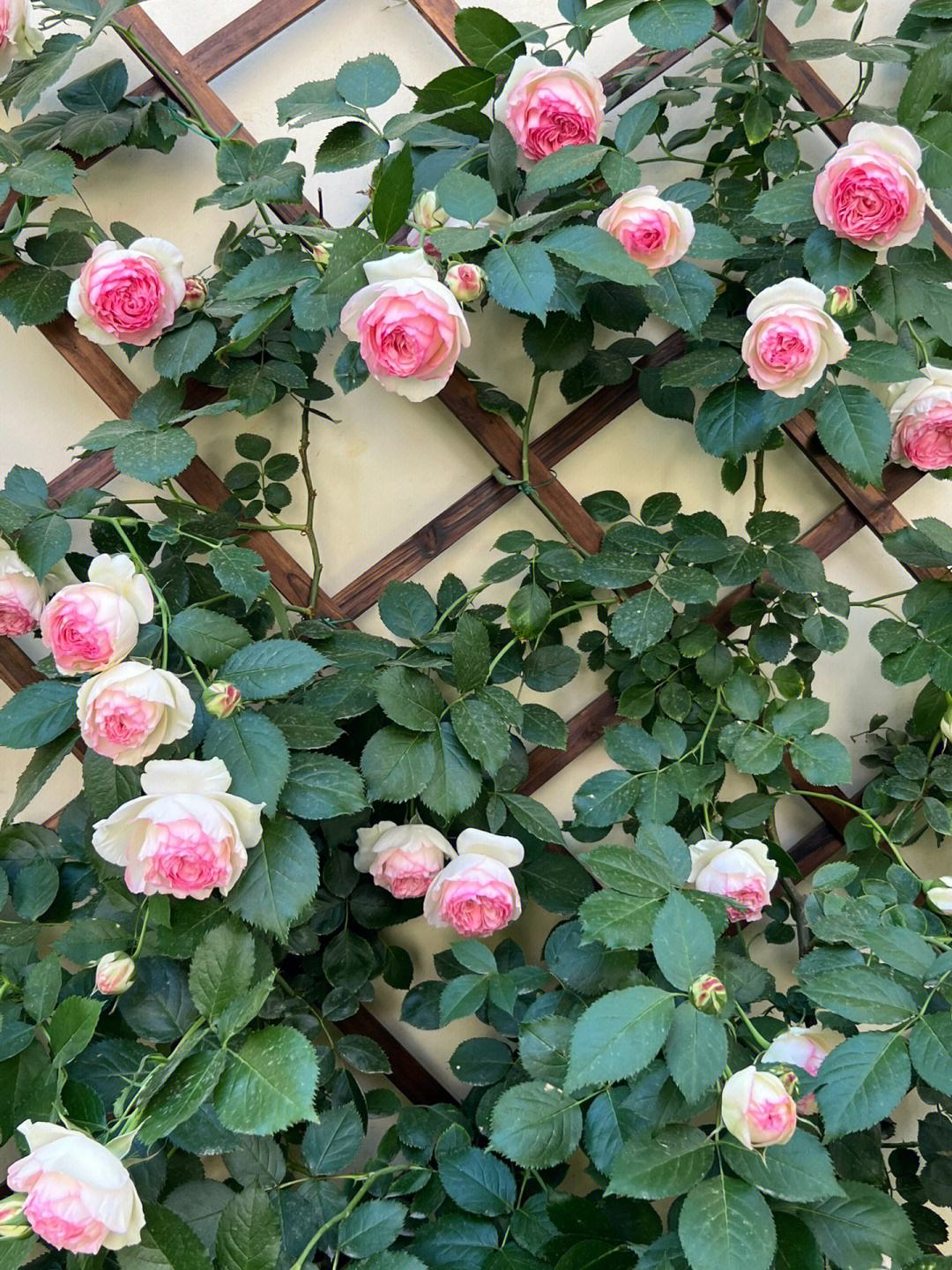 《粉色龙沙宝石》藤本月季花苗庭院阳台盆栽爬藤攀援玫瑰