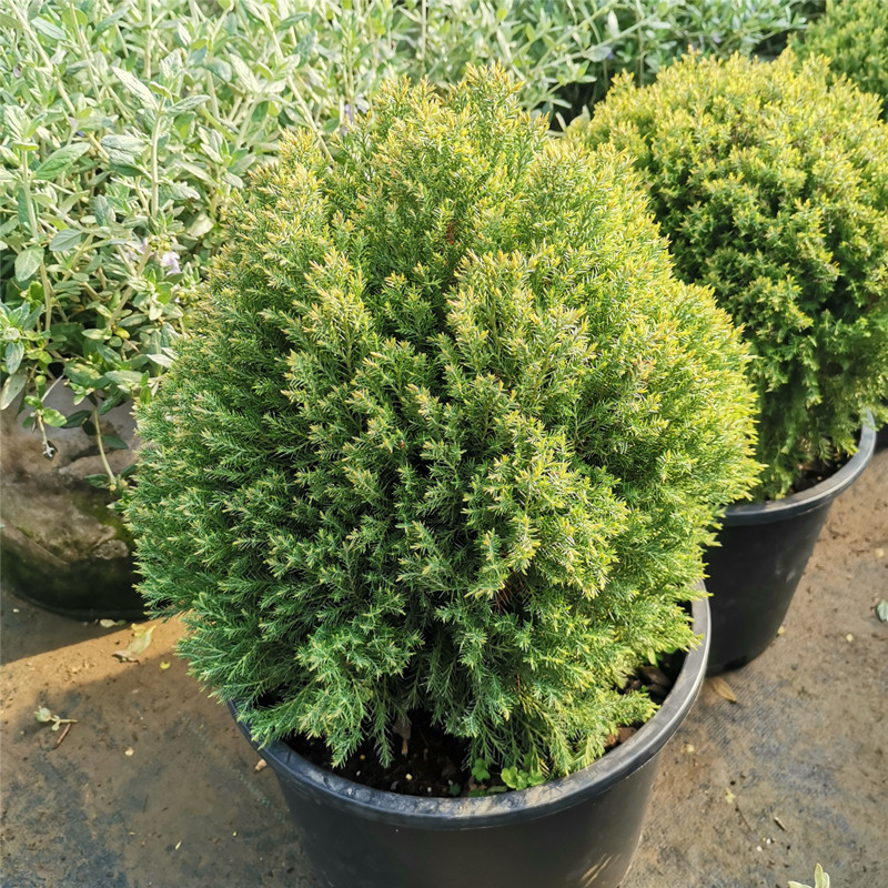 花园植物皮球松球雾雪松柏球蓝湖柏皮球柏香松耐热耐寒常绿
