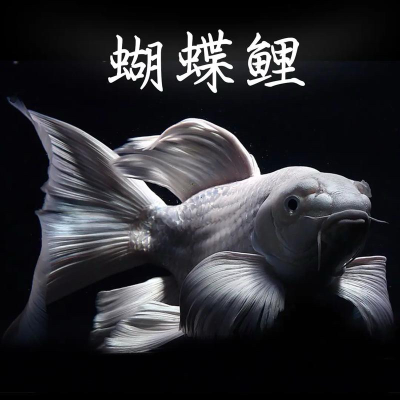 精品高货普身蝴蝶鲤