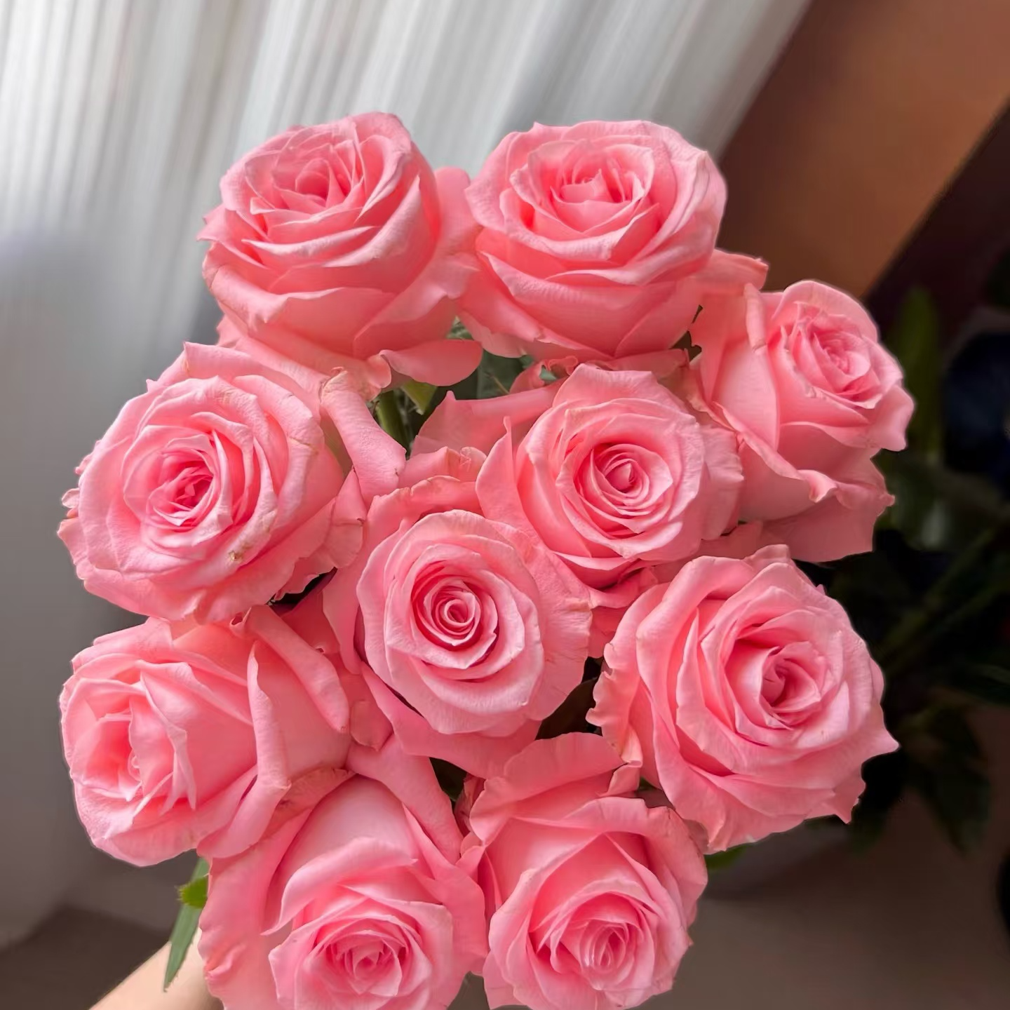 【戴安娜】鲜花鲜切花家庭插花玫瑰