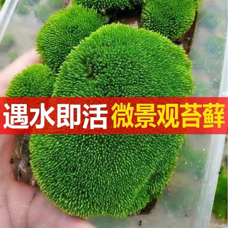 鲜活苔藓微景观生态瓶DIY朵朵藓盆景假山装饰水陆缸植物材料青苔