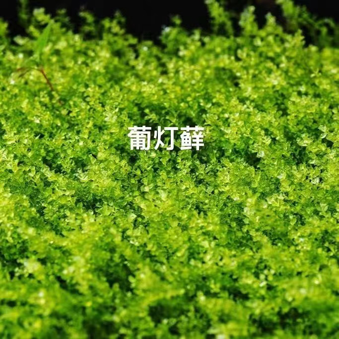 鲜活青苔苔藓植物铺面葡灯藓鲜活微景观生态瓶青苔藓护盆草苔藓