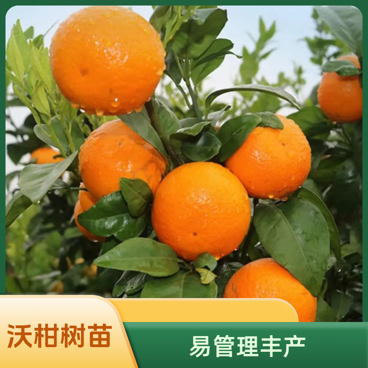 沃柑树苗  易管理庭院地栽 柑橘苗盆栽已嫁接